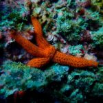 La Fundación BCN Port Innovation y Nactiva regeneran la biodiversidad marina del Port de Barcelona
